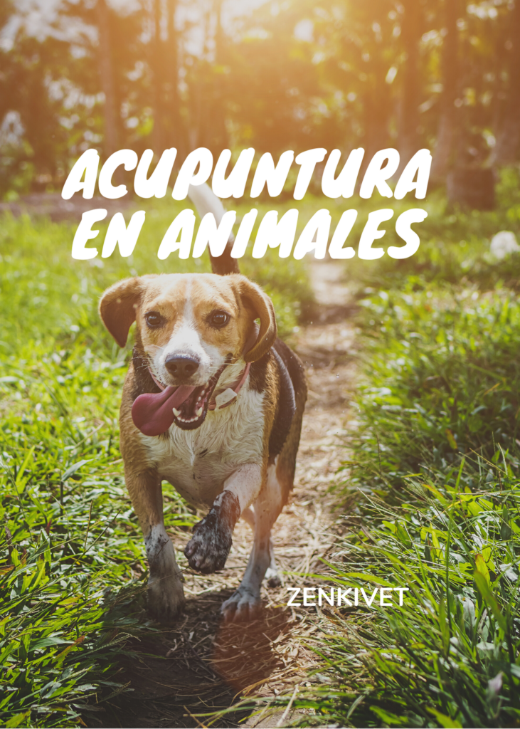 acupuntura en perros y acupuntura en gatos y caballos en la comunidad de Madrid