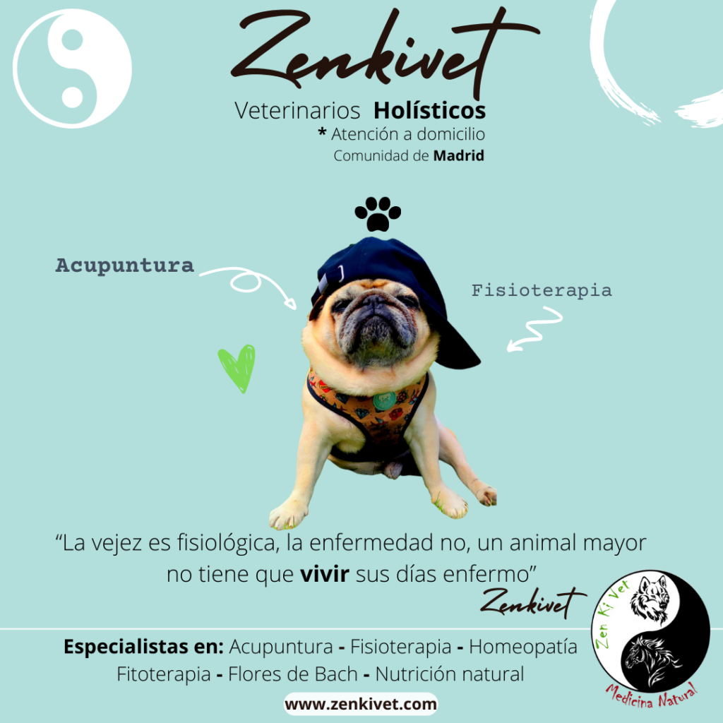 Veterinarios de perros, gatos y caballos con atención a domicilio en la Comunidad de Madrid